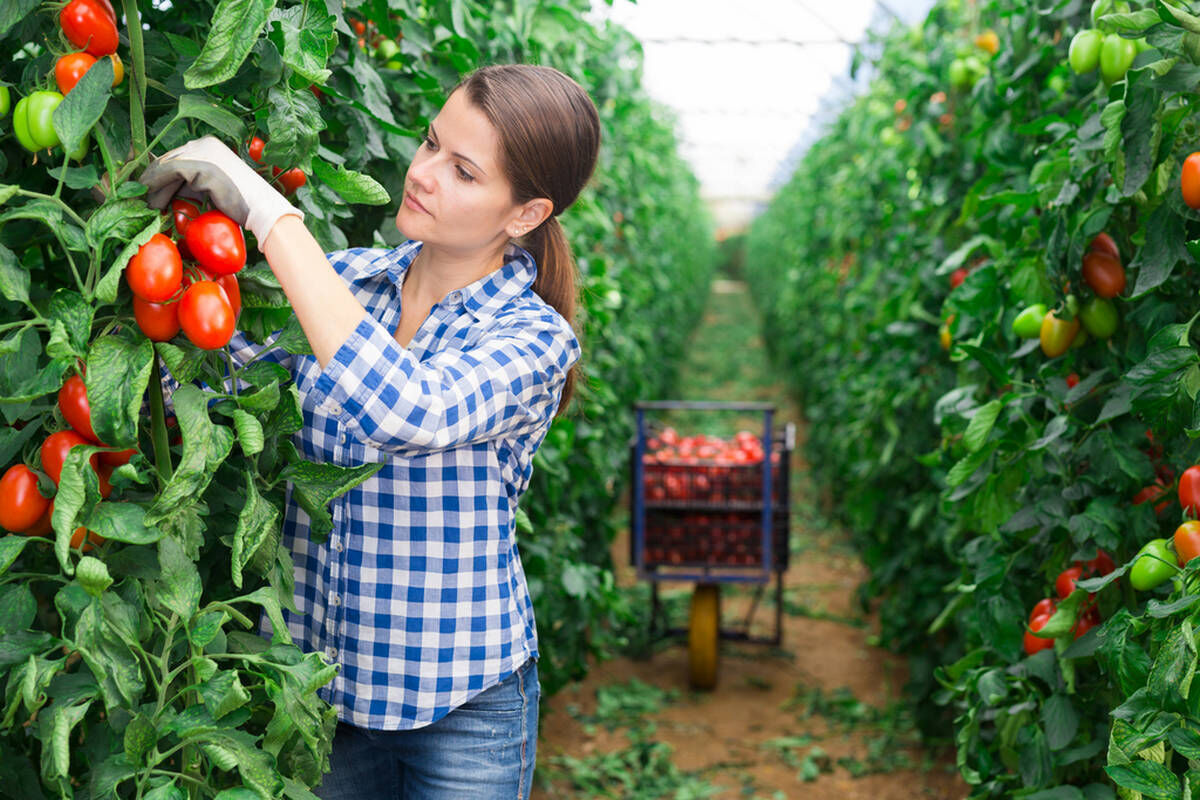tomatoes 1024x683